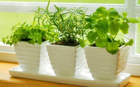 Как заработать на выращивании зелени в домашних условиях