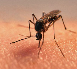 Средства от комаров и мух