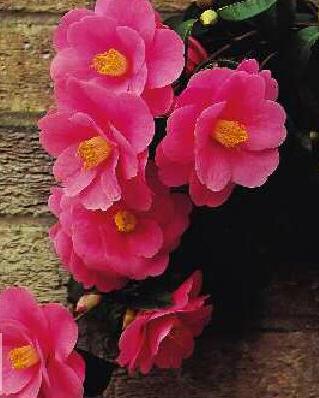 Гибриды камелии (Camellia hybrids)