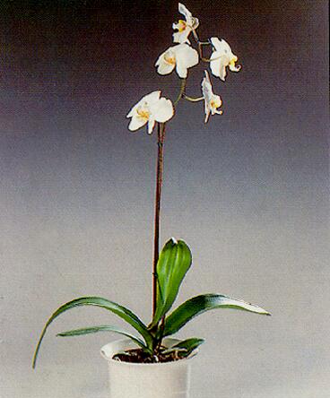 Гибриды фаленопсиса (Phalaenopsis hybrids)