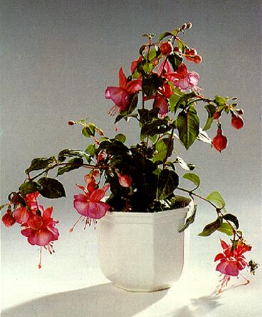 Гибриды фуксии (Fuchsia hybrids)