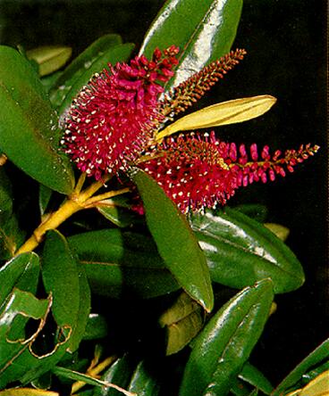 Гибриды хебе красивой (Hebe speciosa hybrids)