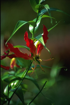 Глориоза rothschildiana (Gloriosa rothschildiana)