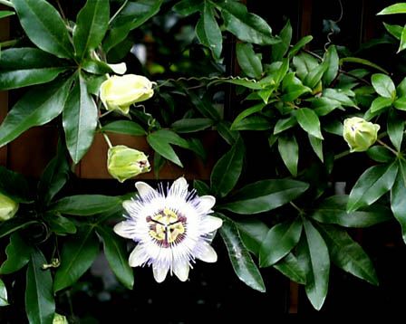 Пассифлора голубая или страстоцвет (Passiflora caerulea)