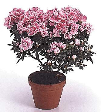 Рододендрон Симса или азалия (Rhododendron simsii)