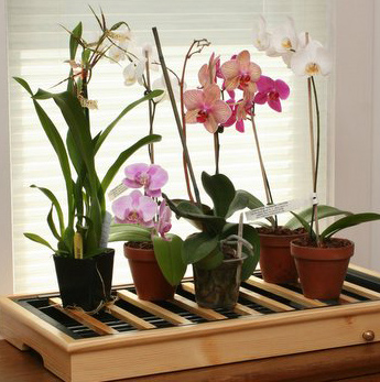 Удобрения для орхидей: чего делать нельзя и что надо делать обязательно