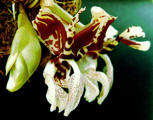 5 Самых распространенных ошибок начинающих любителей орхидей, и как их избежать