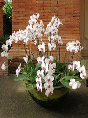Фаленопсис - ваш проводник в мир орхидей