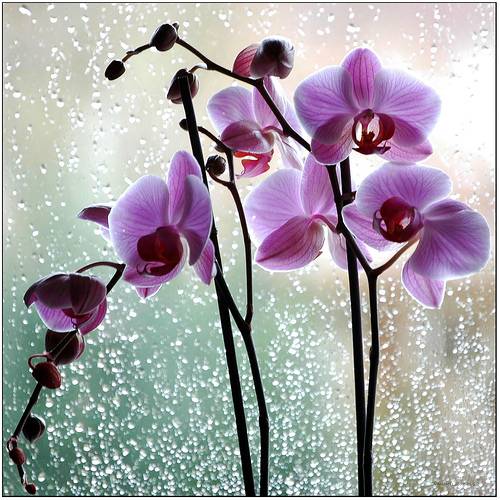 Выращиваем прекрасные орхидеи дома!