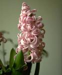 Гибриды гиацинта восточного (Hyacinthus orientalis hybrids)