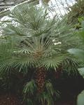 Трахикарпус Форчуна или японская веерная пальма (Trachycarpus fortunei (Chamaerops excelsa))