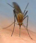 Лечим укусы комаров