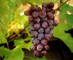 Виноград (Тетрасигма) европейский, виноносный (Vitis (Tetrastigma) vinifera)
