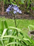 ��������� ��� ����������� ����� (Agapanthus)