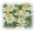  (Flores chamomillae vulgaris).