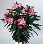    (Nerium oleander hybrids)