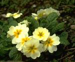    (Primula vulgaris hybrids)