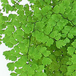 �������� ������� ����� (Adiantum capillus-veneris)