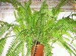 ���������� ������� (Nephrolepsis exaltata)