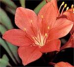 ������� ������� ���������� (Vallota speciosa hybrids)