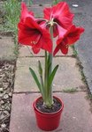 ������� ����������� (Hippeastrum hybrids)