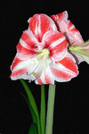 ������� ����������� (Hippeastrum hybrids)