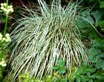     `Variegata` (Carex morrowii `Variegata`)