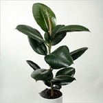     `Robusta` (Ficus elastika `Robusta`)