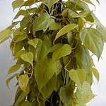   (Philodendron scandens (Philodendron oxycardium))