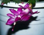 ������� ����������� ������������ (Schlumbergera truncata hybrids (Zigocactus truncatus))