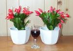 ������� ����������� ������������ (Schlumbergera truncata hybrids (Zigocactus truncatus))