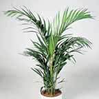 ���������������  (Chrysalidocarpus)