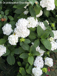  ()  `Hortensia` (Hydrangea macrophylla `Hortensia`)