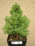 ��� - Picea.