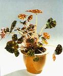   (Begonia boweri)
