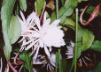  ()  (Epiphyllum `Ackermannii`)