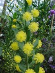������ ����������� (Acacia armata)