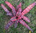 ���������� ���������� (Cryptanthus bivittatus)