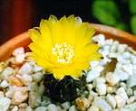 ������������� andreae (Gymnocalycium andreae)