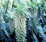 ������� ���������� (Eucomis bicolor)