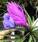 ���������� ����� (Tillandsia cyanea)