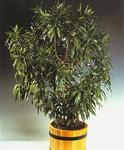   variegata (Pleomele reflexa variegata (Dracaena reflexa variegata))