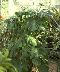     (Monstera deliciosa (Philodendron pertusum))