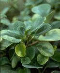   `Variegata` (Peperomia magnoliaefolia `Variegata`)