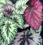 ������� Begonia