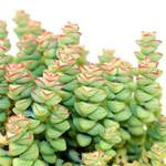 ��������� Crassula
