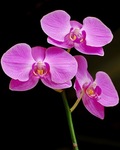  Orchidaceae