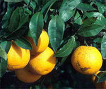 Апельсин Citrus sinensis