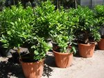 �������� Citrus sinensis