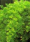 ��������� �������� (Asparagus setaceus)